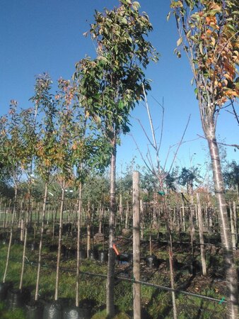Prunus ser. 'Amanogawa' 25-30 Hoogstam draadkluit 3 X verplant