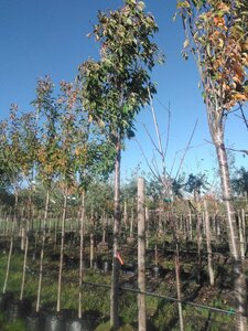 Prunus ser. 'Amanogawa' 25-30 Hoogstam draadkluit 3 X verplant