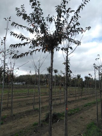 Prunus subh. 'Fukubana' 12-14 Hoogstam wortelgoed 2 X verplant - afbeelding 2
