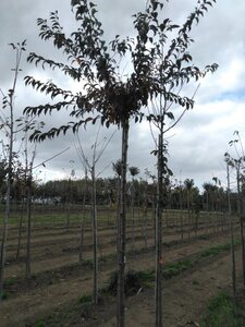 Prunus subh. 'Fukubana' 12-14 Hoogstam wortelgoed 2 X verplant - afbeelding 2