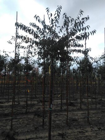 Prunus subh. 'Fukubana' 12-14 Hoogstam wortelgoed 2 X verplant - afbeelding 3