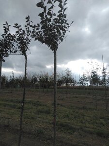 Prunus c. 'Kelleris 16' 10-12 Hoogstam wortelgoed - afbeelding 5