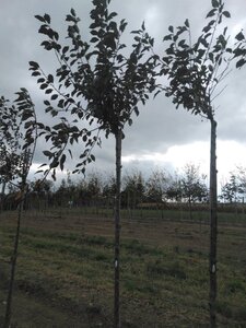 Prunus c. 'Kelleris 16' 12-14 Hoogstam wortelgoed 2 X verplant - afbeelding 5