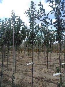 Prunus c. 'Kelleris 16' 6-8 Hoogstam wortelgoed - afbeelding 5
