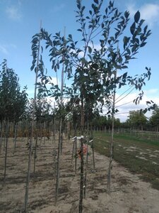 Prunus c. 'Kelleris 16' 8-10 Hoogstam wortelgoed - afbeelding 5