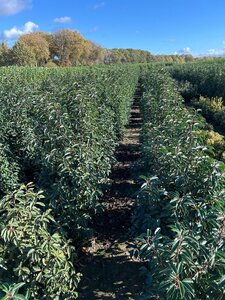Prunus lusitanica 'Angustifolia' 100-125 cm met kluit - afbeelding 8
