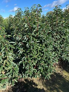 Prunus lusitanica 'Angustifolia' 100-125 cm met kluit - afbeelding 9