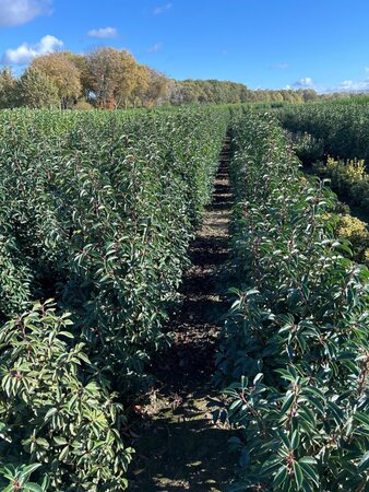Prunus lusitanica 'Angustifolia' 100-125 cm RB - image 8