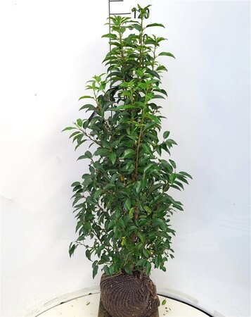 Prunus lusitanica 'Angustifolia' 100-125 cm RB - image 7