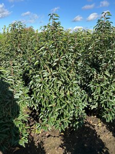 Prunus lusitanica 'Angustifolia' 125-150 cm met kluit - afbeelding 5