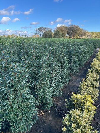 Prunus lusitanica 'Angustifolia' 125-150 cm met kluit - afbeelding 6