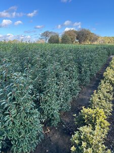 Prunus lusitanica 'Angustifolia' 125-150 cm met kluit - afbeelding 6