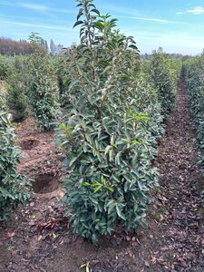 Prunus lusitanica 'Angustifolia' 125-150 cm met kluit - afbeelding 7