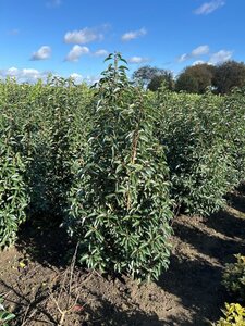 Prunus lusitanica 'Angustifolia' 150-175 cm met kluit - afbeelding 4