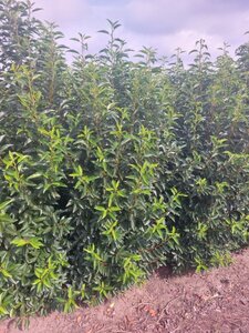 Prunus lusitanica 'Angustifolia' 150-175 cm met kluit - afbeelding 10