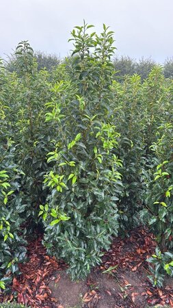 Prunus lusitanica 'Angustifolia' 150-175 cm met kluit - afbeelding 3
