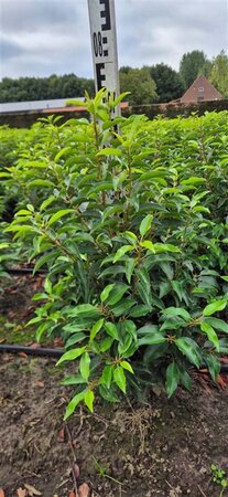 Prunus lusitanica 'Angustifolia' 60-80 cm met kluit - afbeelding 4