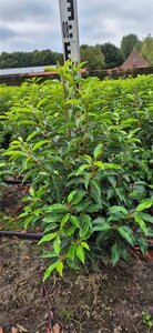 Prunus lusitanica 'Angustifolia' 60-80 cm met kluit - afbeelding 4