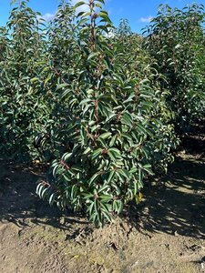Prunus lusitanica 'Angustifolia' 80-100 cm met kluit - afbeelding 4