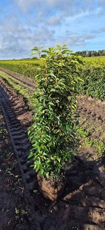 Prunus lusitanica 'Angustifolia' 80-100 cm met kluit - afbeelding 3