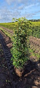 Prunus lusitanica 'Angustifolia' 80-100 cm met kluit - afbeelding 3