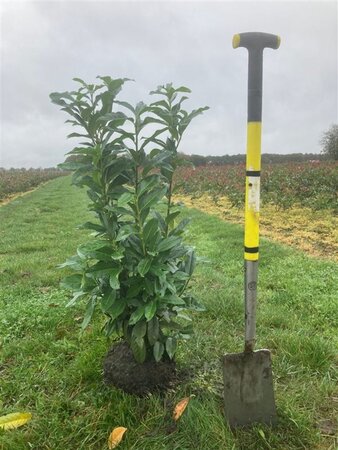 Prunus l. Genolia 100-125 cm met kluit - afbeelding 5