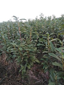 Prunus l. Genolia 100-125 cm met kluit - afbeelding 2
