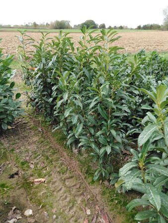 Prunus l. Genolia 100-125 cm met kluit - afbeelding 3