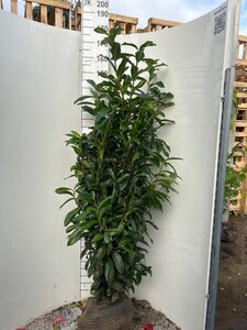 Prunus l. Genolia 125-150 cm met kluit - afbeelding 5