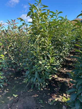Prunus l. Genolia 125-150 cm met kluit - afbeelding 6