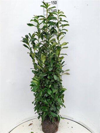 Prunus l. Genolia 125-150 cm met kluit - afbeelding 2