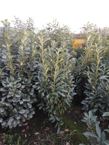 Prunus l. Genolia 125-150 cm met kluit - afbeelding 4