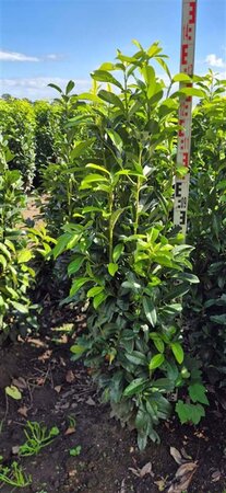 Prunus l. Genolia 125-150 cm met kluit - afbeelding 9