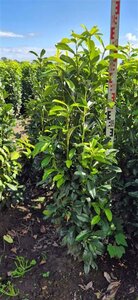 Prunus l. Genolia 125-150 cm met kluit - afbeelding 9