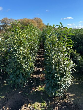 Prunus l. Genolia 125-150 cm met kluit - afbeelding 7