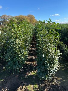 Prunus l. Genolia 125-150 cm met kluit - afbeelding 7