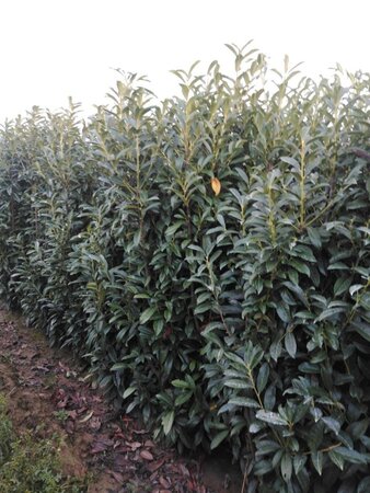 Prunus l. Genolia 175-200 cm met kluit - afbeelding 2