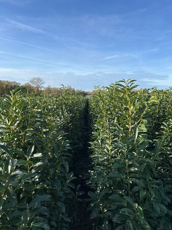 Prunus l. Genolia 175-200 cm met kluit - afbeelding 3
