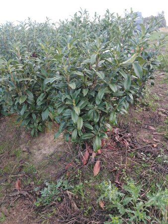 Prunus l. Genolia 80-100 cm met kluit - afbeelding 4