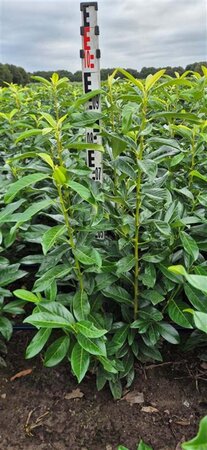 Prunus l. Genolia 80-100 cm met kluit - afbeelding 5