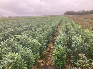 Prunus l. Genolia 80-100 cm met kluit - afbeelding 2