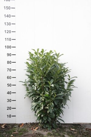 Prunus l. Genolia 80-100 cm met kluit - afbeelding 3