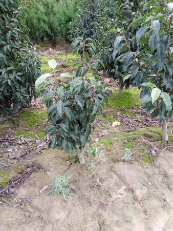 Prunus lusitanica 60-80 cm met kluit - afbeelding 1