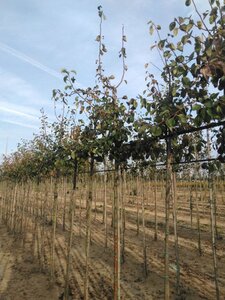 Pyrus c. 'Beurré Alexandre Lucas' 10-12 Hoogstam wortelgoed - afbeelding 4