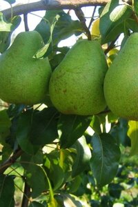 Pyrus c. 'Beurré Alexandre Lucas' 8-10 Hoogstam draadkluit - afbeelding 2