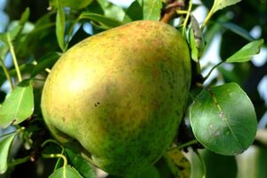 Pyrus c. 'Beurré Alexandre Lucas' 8-10 Hoogstam draadkluit - afbeelding 3