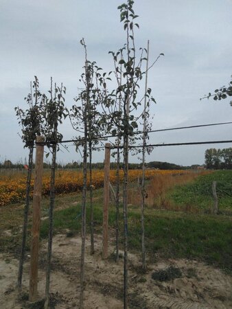 Pyrus c. 'Bon Chrétien Williams' (middel) 6-8 Hoogstam wortelgoed