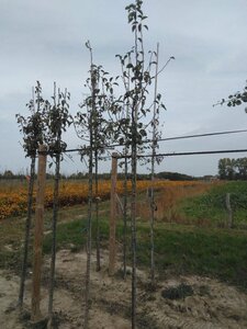 Pyrus c. 'Bon Chrétien Williams' (middel) 6-8 Hoogstam wortelgoed