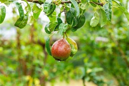Pyrus c. 'Bonne Louise d'Avranches' 14-16 Hoogstam draadkluit 2 X verplant - afbeelding 2