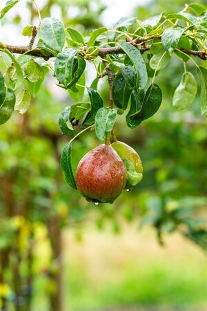 Pyrus c. 'Bonne Louise d'Avranches' 8-10 Hoogstam wortelgoed - afbeelding 3